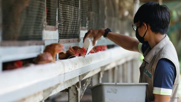 Indonesia to export chickens to Singapore ‘really soon’: Agriculture ministry