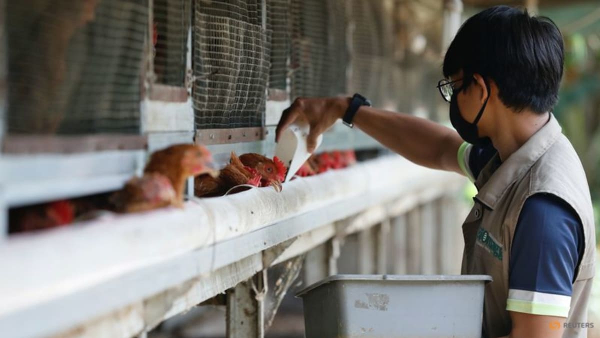 Indonesia akan ekspor ayam ke Singapura ‘segera’: Kementerian Pertanian