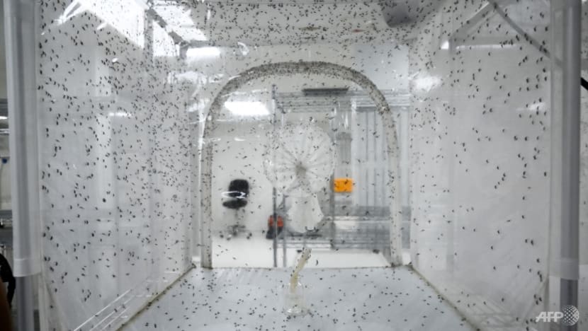 Mosquitoes released under Project Wolbachia do not bite, but increased presence can be noticeable: MSE Mosquitoes released under Project Wolbachia do not bite, but increased presence can be noticeable: MSE