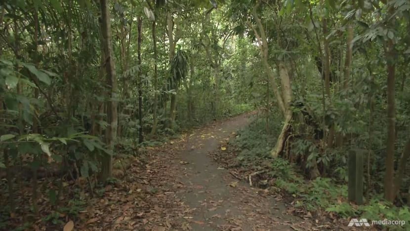 Singapore to plant 1 million trees, develop more gardens and parks by 2030 Singapore to plant 1 million trees, develop more gardens and parks by 2030