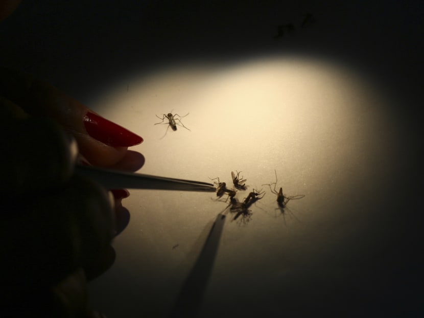 Dengue claims first victim of the year