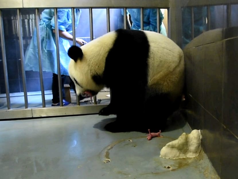 Twin cubs for giant panda in Macau