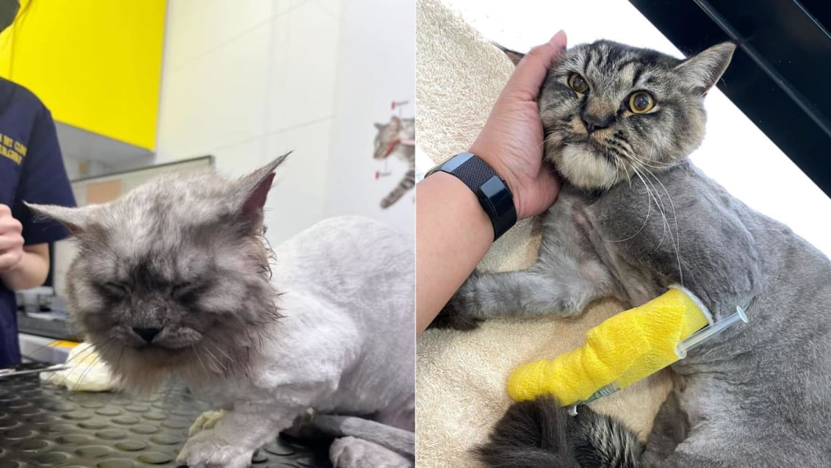 Dog’s death at groomer: Pet owners want stricter rules, noting errant salons can close down, reopen under new name