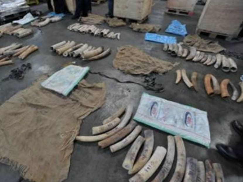AVA sending illegal ivory worth S$2.5 million back to Africa