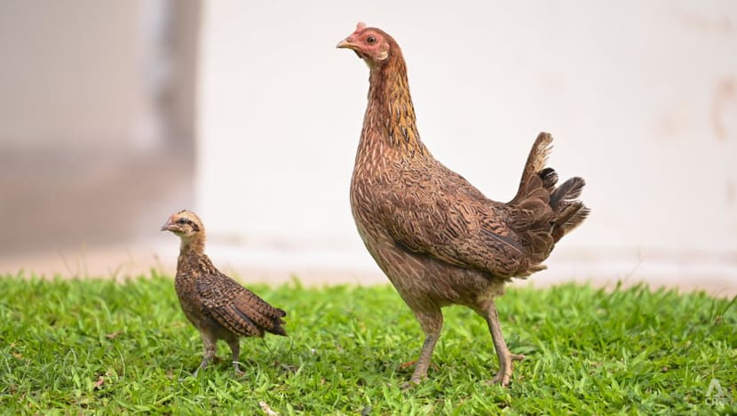 Keeping of poultry in HDB flats not allowed for public health reasons: Tan Kiat How