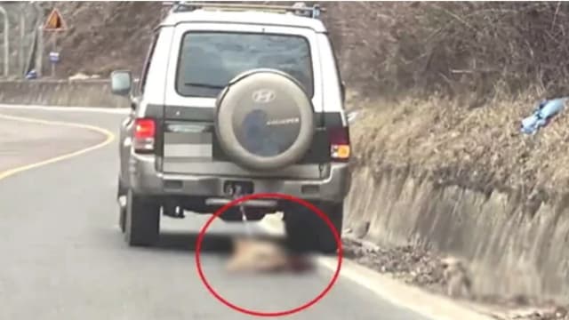 韩国狗主被告虐待 高速飞车拖行小狗四肢遭磨平惨死 