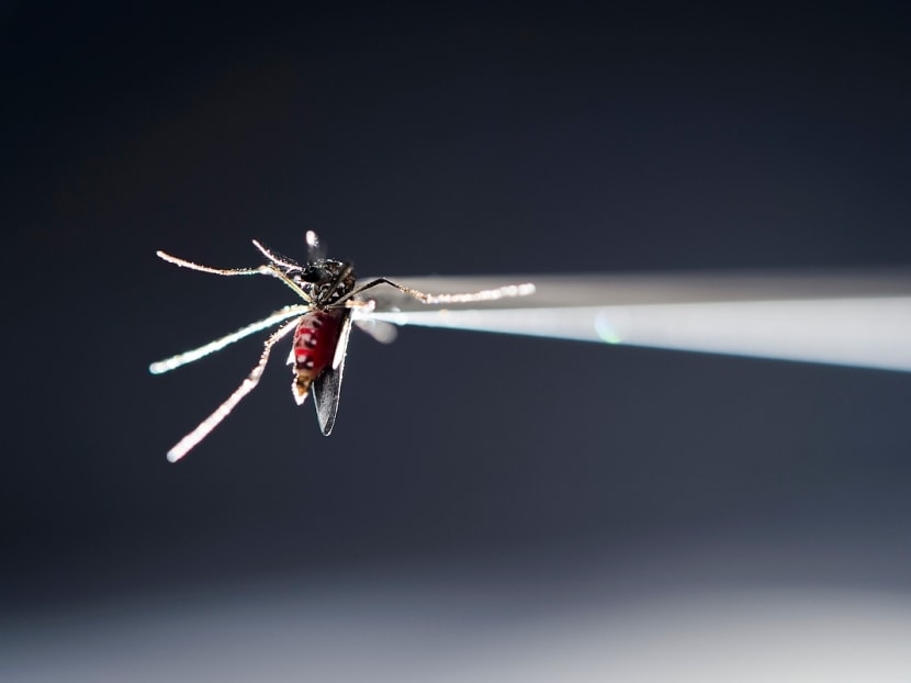 A vacuum tube holds a blood-fed strain of Aedes aegypti mosquito in place under a microscope in a research lab insectary in the Hanson Biomedical Sciences Building at the University of Wisconsin-Madison. Photo: Jeff Miller