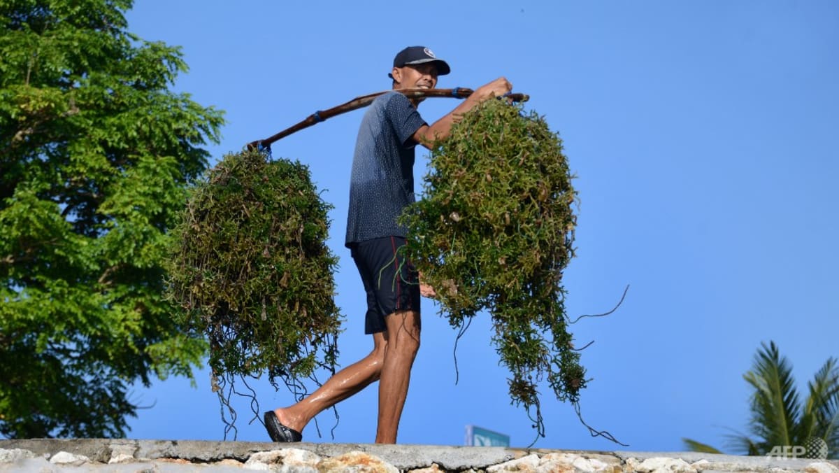 Indonesia’s Jokowi to push for domestic seaweed processing, including for fuel