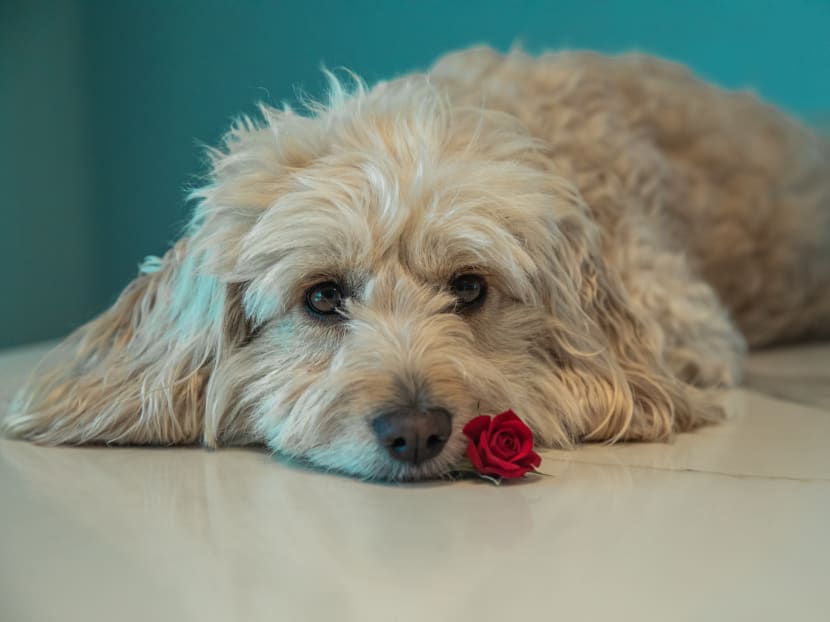 Worried about your pet getting COVID-19? Here’s what you need to know Worried about your pet getting COVID-19? Here’s what you need to know