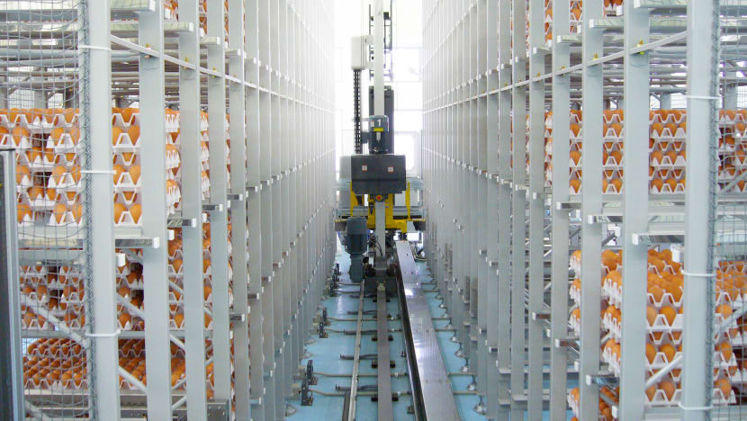 Top Japanese egg producer to set up S$100m farm in Singapore, boosting local production to meet half of domestic demand Top Japanese egg producer to set up S$100m farm in Singapore, boosting local production to meet half of domestic demand