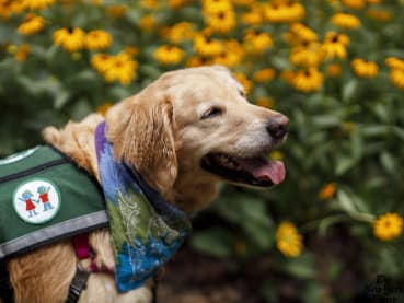 Dogs can be healing for children: Study shows canine interaction leads to lower stress levels in kids