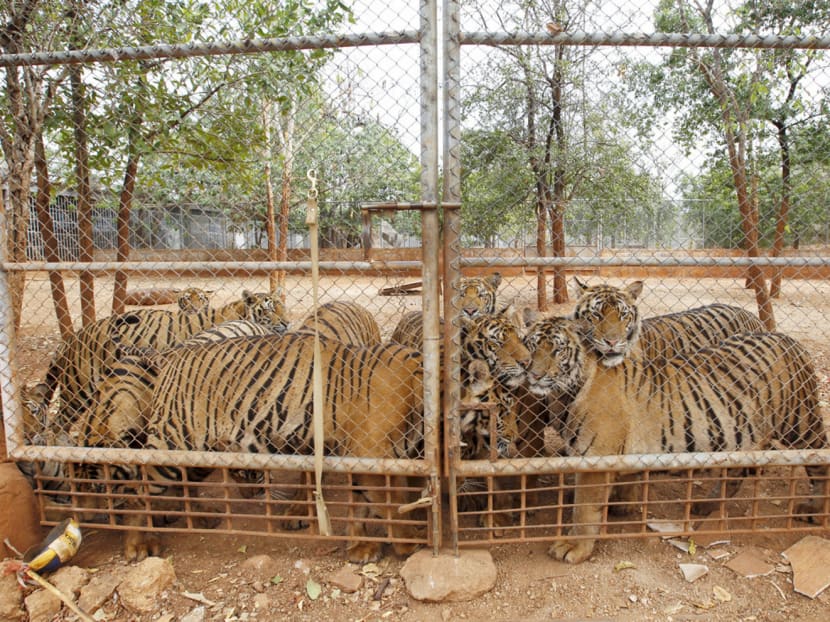 Tigers gathering behind a fence at the Tiger Temple in Kanchanaburi province, Thailand. For years, the temple has faced ­allegations of misconduct, including tiger smuggling. PHOTO: REUTERS
