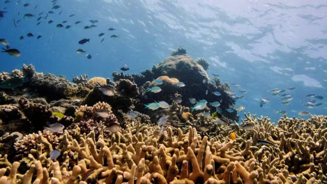 澳洲大堡礁珊瑚又出现大规模白化现象