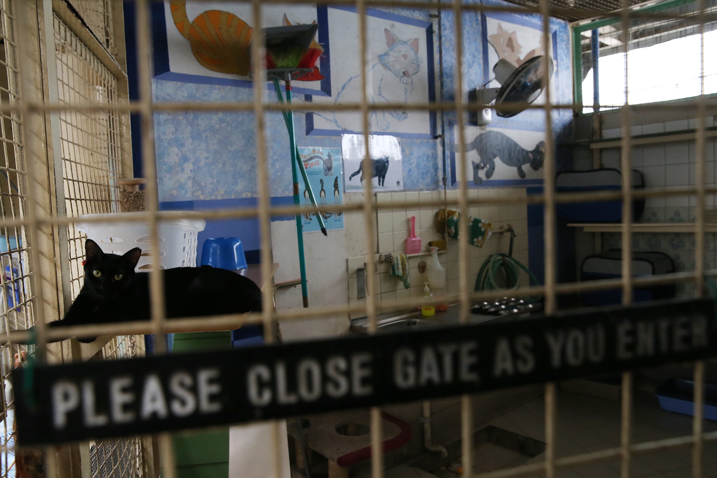 The National Parks Board investigated 225 cases of alleged pet abandonment in 2021. The National Parks Board investigated 225 cases of alleged pet abandonment in 2021.