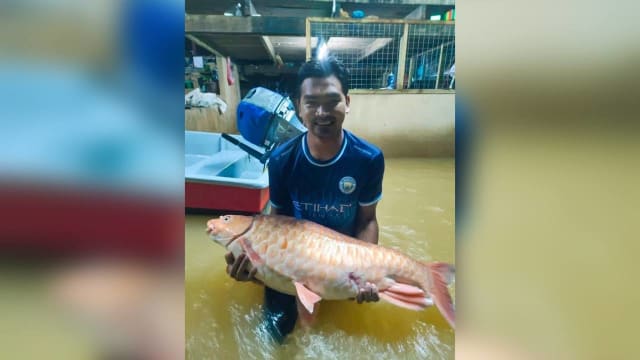 水灾意外收获 马国渔民捕获18公斤名贵鱼