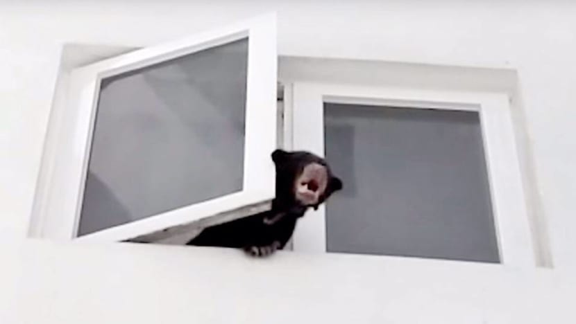 Singer arrested for keeping sun bear in Kuala Lumpur condominium Singer arrested for keeping sun bear in Kuala Lumpur condominium