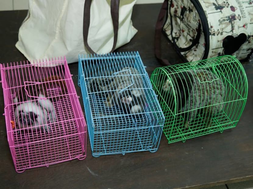 Gallery: Bags containing critically endangered animals abandoned at Night Safari