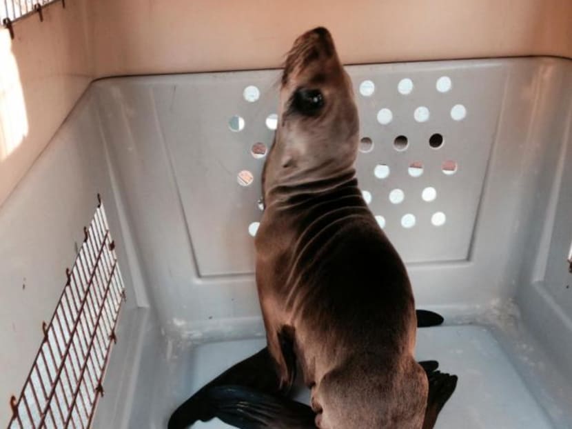 In this Feb. 11, 2015, file photo, provided by the National Park Service, an emaciated young sea lion appears at the Marine Mammal Center in Sausalito, California. Photo: AP