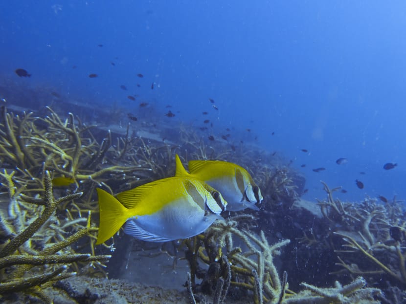 The authors found that the fish exposed to acute noise had the highest disease burden over a 17-day monitoring period. The authors found that the fish exposed to acute noise had the highest disease burden over a 17-day monitoring period.
