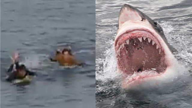 爱妻遭大白鲨袭击 澳洲男狂揍鲨鱼奋勇救妻