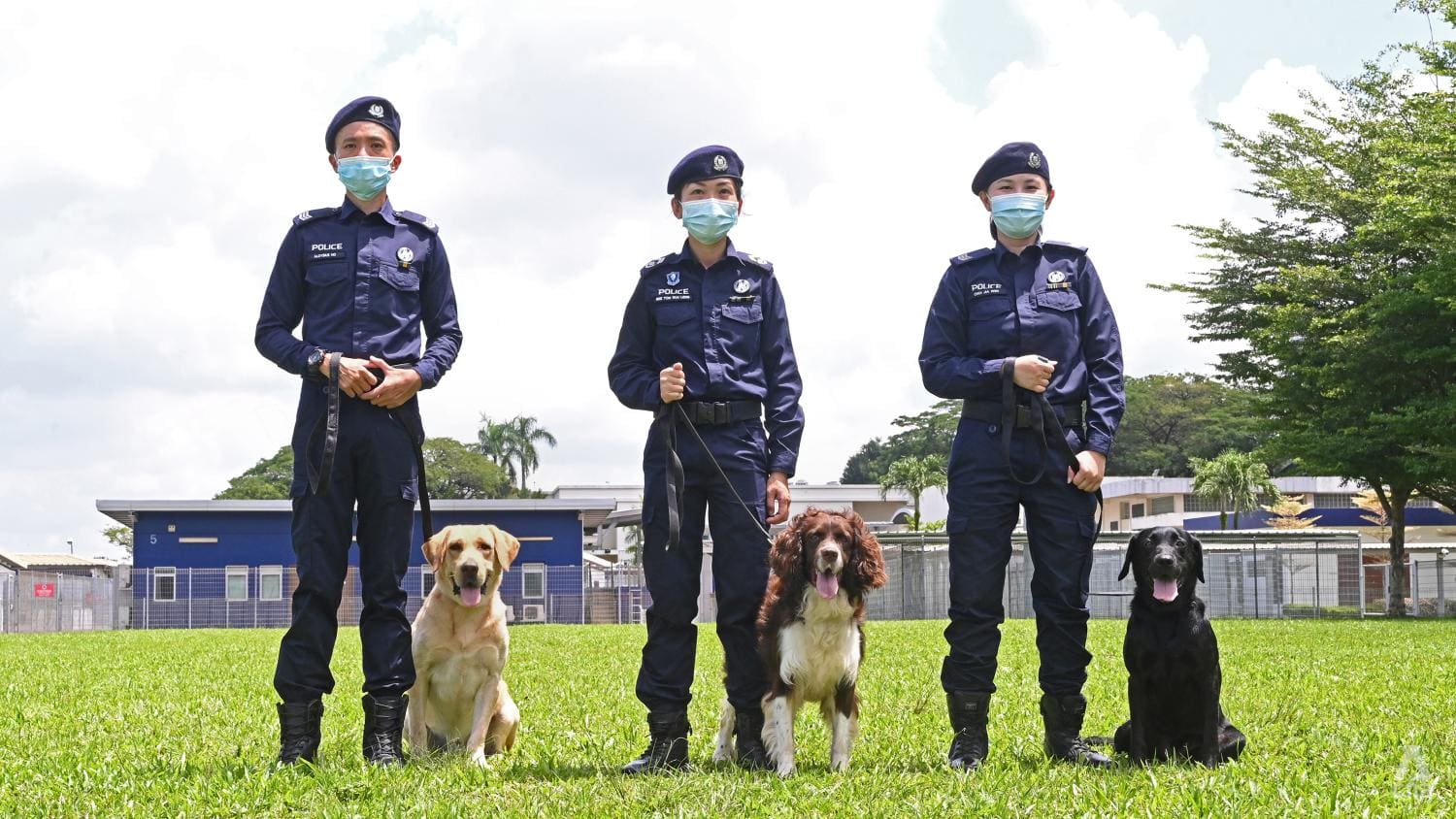 'Good boy!': How police dogs are trained to sniff out drugs, explosives or find missing people