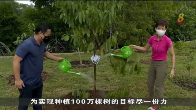 乌敏岛开设500棵树沿海林园 