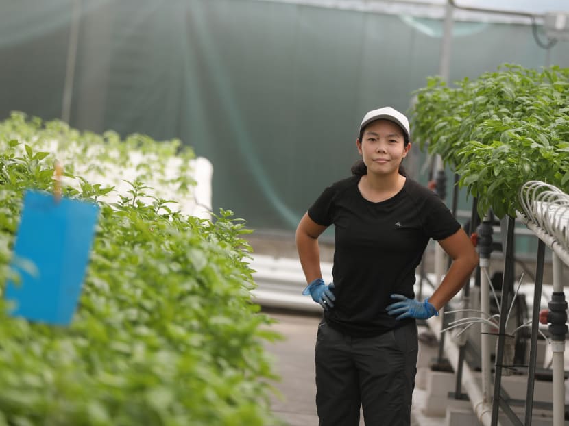 Ms Samantha Chin leads a small team at rooftop farm Comcrop to ensure that the four crops it grows — basil, rosemary, mint and Japanese cai xin — are thriving. Ms Samantha Chin leads a small team at rooftop farm Comcrop to ensure that the four crops it grows — basil, rosemary, mint and Japanese cai xin — are thriving.
