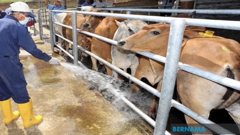 M'sia gantung import lembu, kerbau dari Thailand dek risiko penularan penyakit