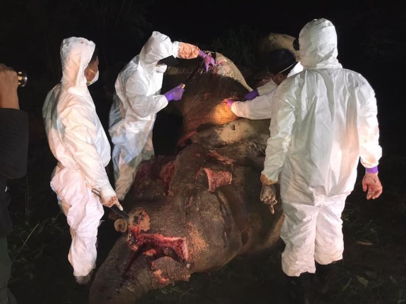 Veterinarians and officers from the Sabah Wildlife Department conduct a post-mortem on the dead elephant.
