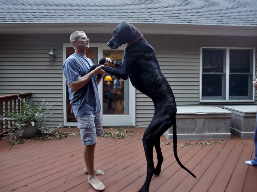 World’s tallest dog dies at age 5