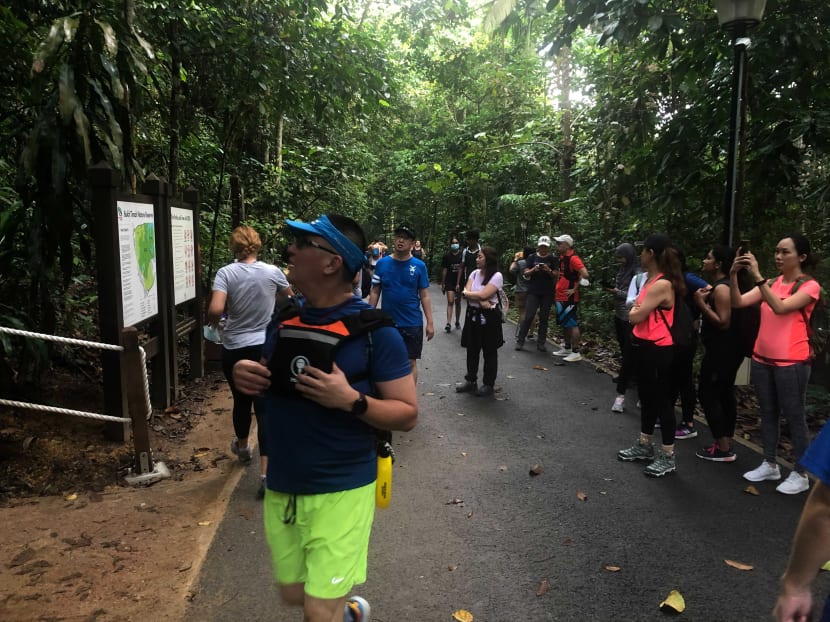 Hikers at Bukit Timah Nature Reserve on Sunday (Nov 1, 2020) morning.