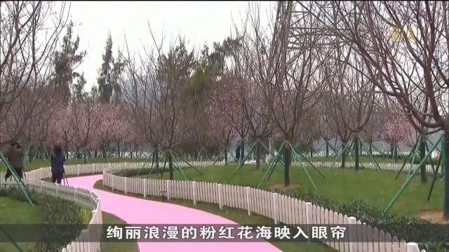 香港国际机场樱花园开放 吸引公众打卡赏樱