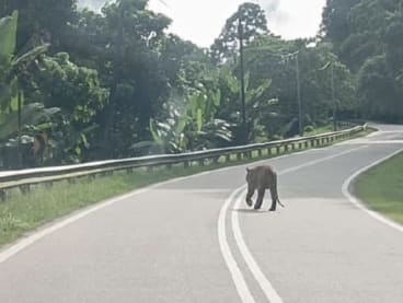 A screengrab of a video clip showing the tiger roaming on its own in the middle of the road in Kelantan.
