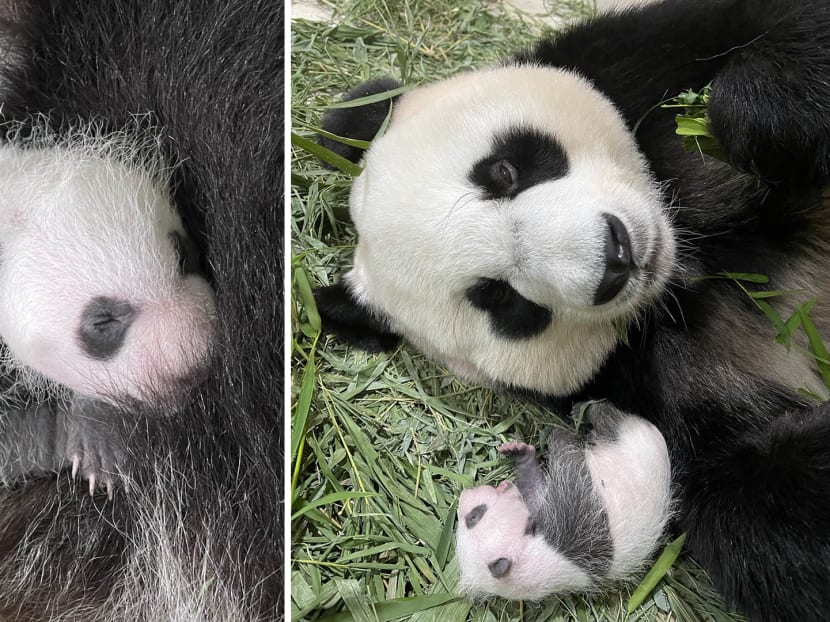 Now that its gender has been revealed, it's time to name the cub. No, Little Panda will probably not work. Now that its gender has been revealed, it's time to name the cub. No, Little Panda will probably not work.
