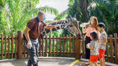 We Visited The Singapore Zoo In Phase 2 — Here's What You Need To Know