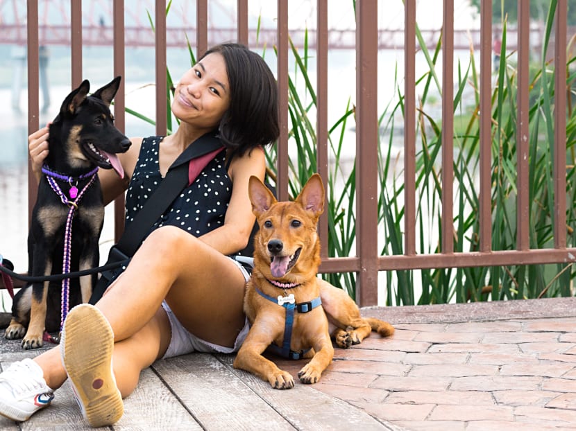 Ms Kerrin Kua, 26, marketing executive with her two dogs Witty (black, 11 months) and Abbey (brown, 1 year 11 months).  The pet lover says she treats them like her children and will be buying pet insurance for both her dogs.