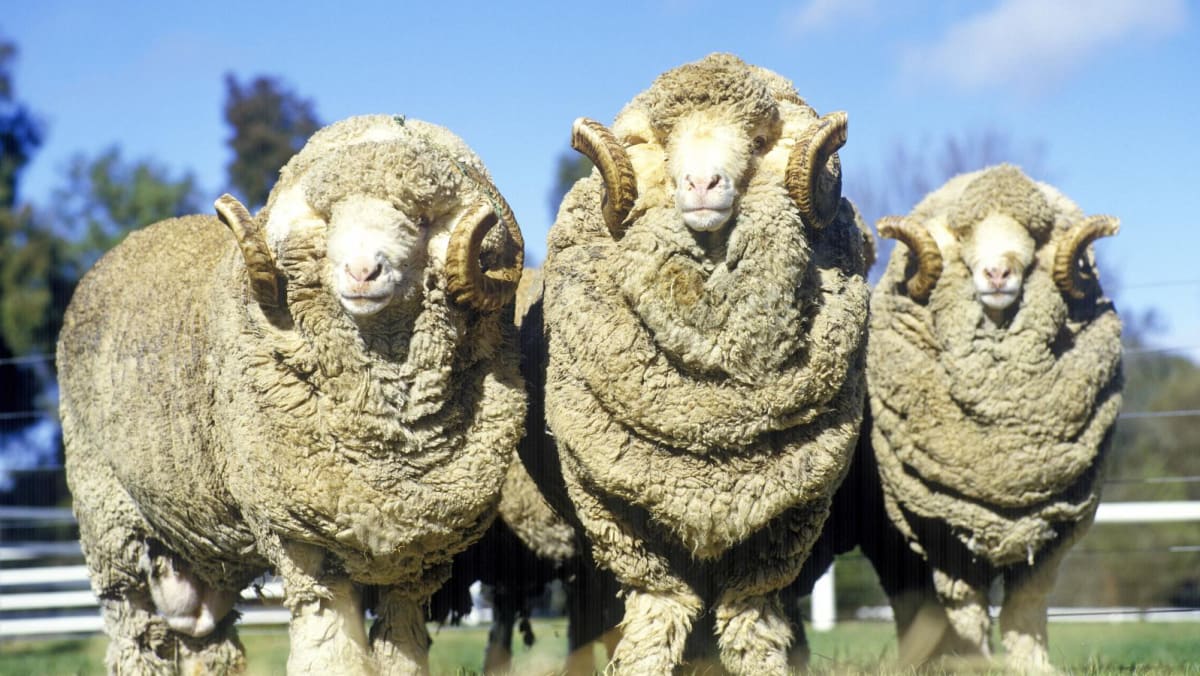 New Zealand ram put down after death of elderly couple