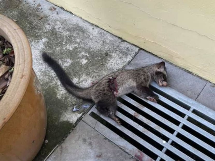 The civet carcass was discovered by Mr Martin Yeoh, who found it in the driveway of his residence in Kembangan on Thursday morning.