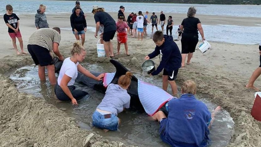 Crowds rush to save whales stranded on New Zealand beach