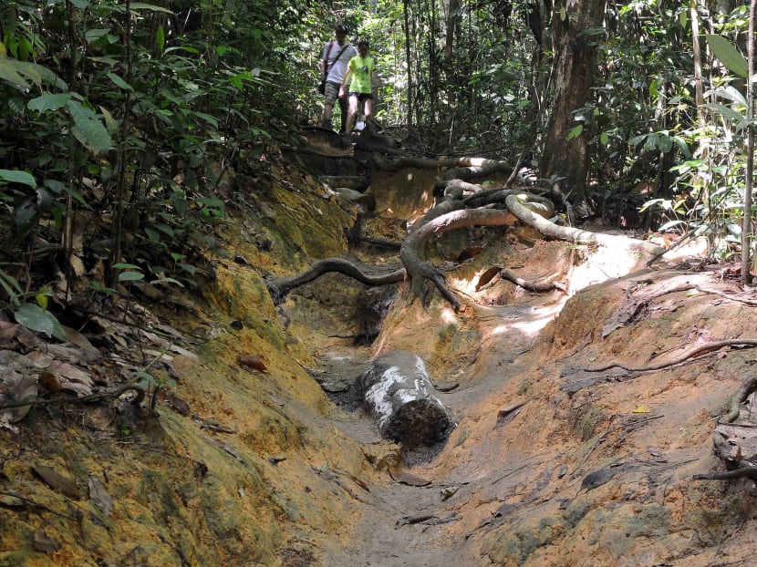 Bukit Timah Nature Reserve to be closed for 6 months: NParks