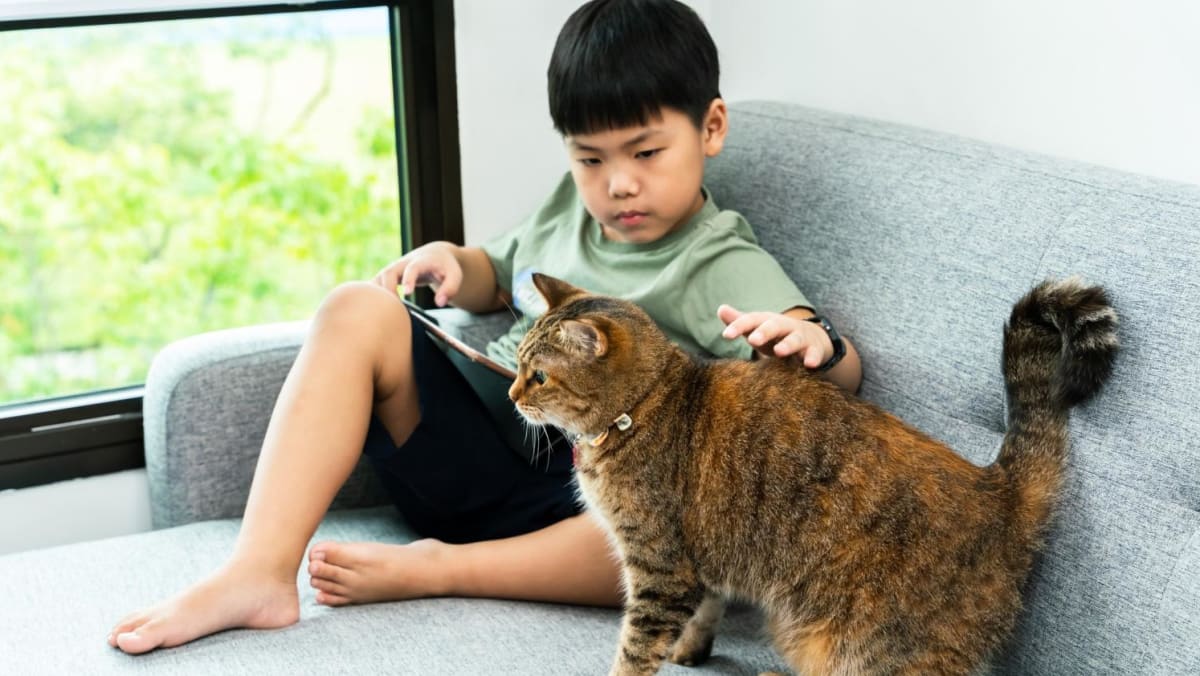 AVS mencari pandangan mengenai kerangka kesejahteraan kucing, termasuk kepemilikan kucing peliharaan di flat HDB