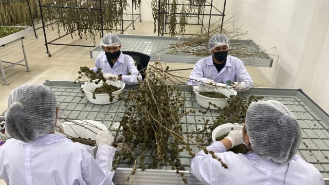 国际上禁用泰国却合法化 大麻是毒还是药？
