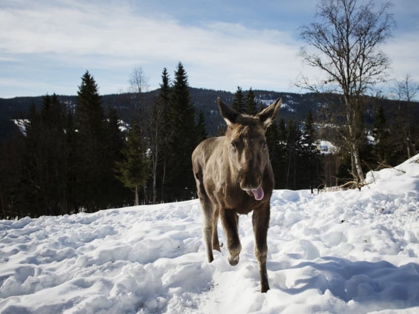 In this file photo taken on March 17, 2013, a moose calf runs through the snow at a moose farm in Duved, Sweden.