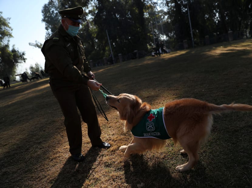 Golden retriever sniffing dog 'Clifford', wearing a distinctive jacket reading 'Biodetector', at a training site in Santiago, Chile, July 28, 2020. The Chilean police is developing a programme to use dogs to detect the coronavirus.