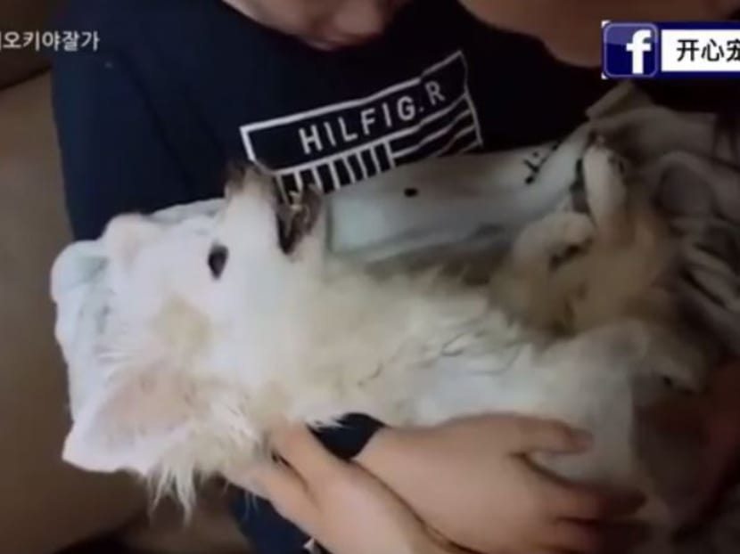 The heart-wrenching clip of the dying dog has been shared more than 3,100 times and received 7,300 reactions.