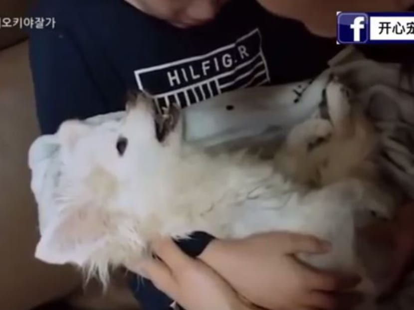 Video of dying dog whose owner sings to it tugs at the hearts of Facebook users - TODAY Video of dying dog whose owner sings to it tugs at the hearts of Facebook users - TODAY
