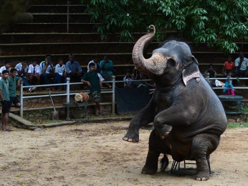 An elephant at a zoo in Dehiwala, near Colombo, Sri Lanka. Photo: AFP