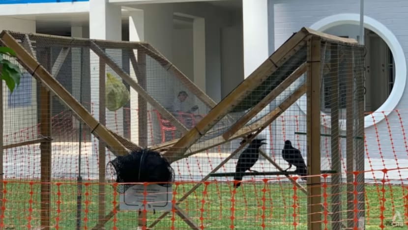 NParks pasang perangkap burung gagak dan CCTV di Toa Payoh