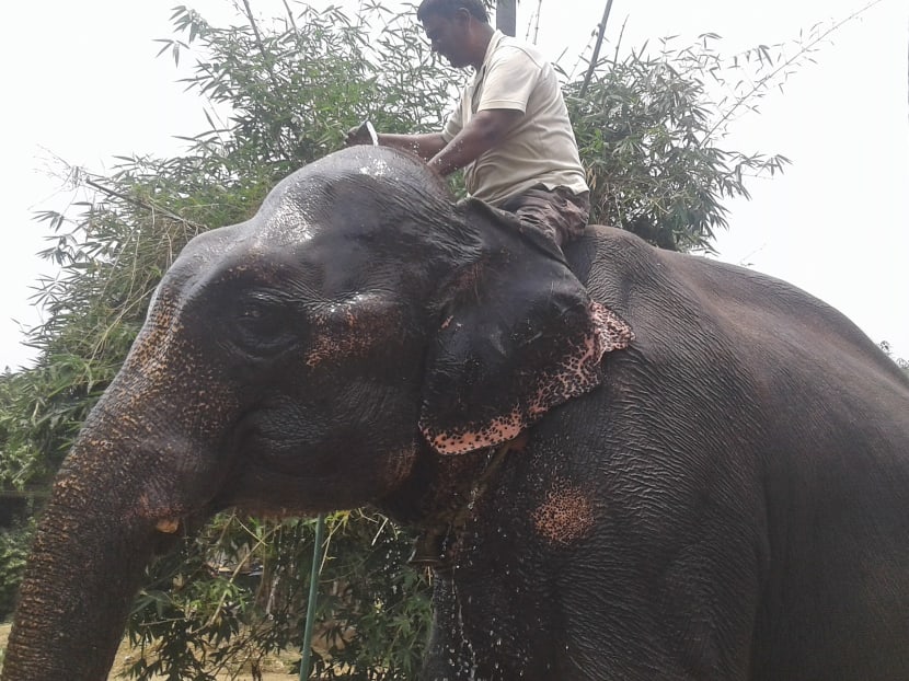 This picture taken on June 9, 2020 shows Indian landowner Akhtar Imam with one of his elephant at Murgia Chai village, in Janipur near Patna. Mr Imam has willed most of his land to two elephants he said saved his life from gun-toting criminals, a decision that has upset his wife and children.
