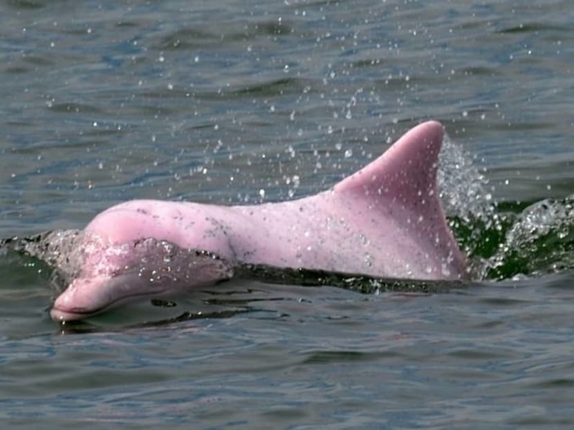 Hong Kong pink dolphins enjoy comeback as COVID-19 pandemic slows marine traffic